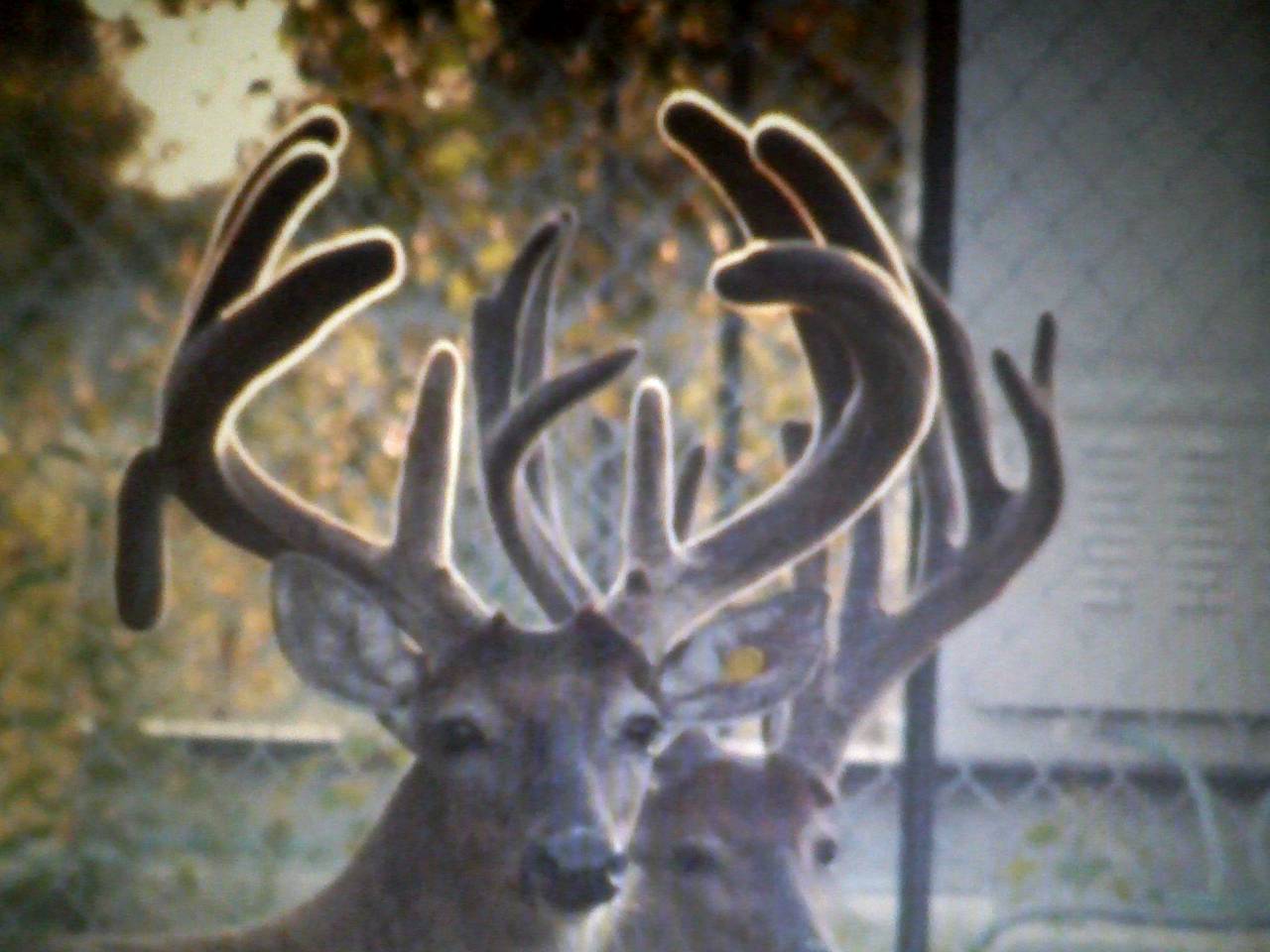 Corporate America enjoy Trophy Louisiana whitetai deer hunting at it's